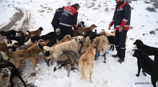 HAYVANSEVERLER BAŞKENT’TE SOKAK HAYVANLARI İÇİN BULUŞACAK…