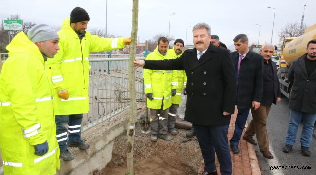 Melikgazi Belediyesi Ağaçlandırma Çalışmalarına Hız Kesmiyor