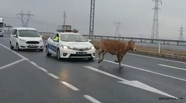 Yola çıkan başı boş dana, trafiği birbirine kattı