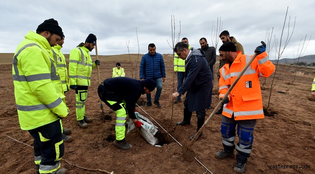 Başkent Ankara'da Meyve Fideleri Toprakla Buluşuyor!