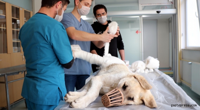 Otomobilin çarptığı köpek tedaviye alındı