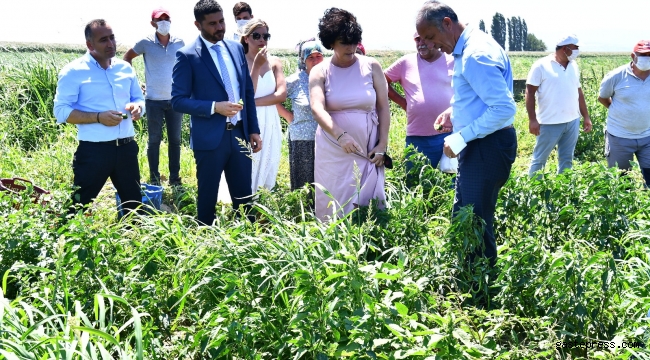 İzmir Büyükşehir'den istiridye mantarı üretimine destek!