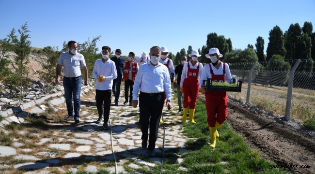 Lavanta Kokulu Umutlar Projesi' hayata geçti!