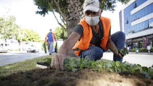 Antalya'da, Kışlık çiçekler toprakla buluştu!