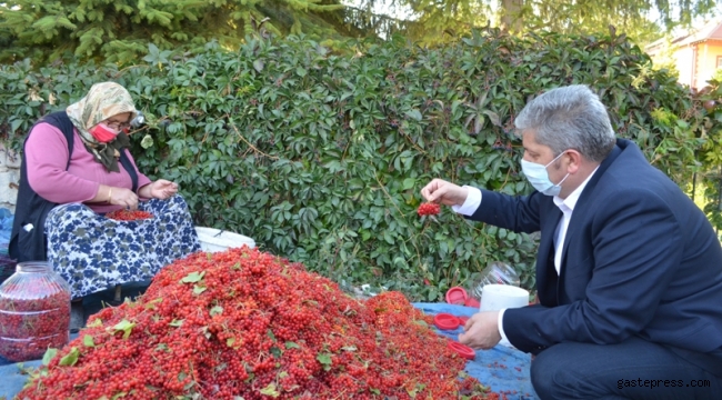 Kayseri Bünyan'da gilaburu hasadı başladı