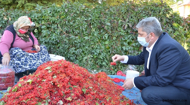 Kayseri Bünyan'da Gilaburu Hasadı Başladı!