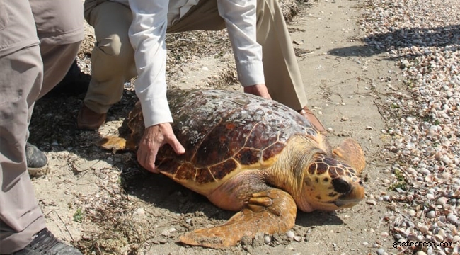 Körfez'de bulunan caretta ceratta DEKAMER'e gönderildi!