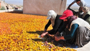 Nevşehir'de kurutuluyor ve tam 4 ülkeye ihraç ediliyor!