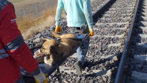 Kayseri'de Trenin Çarptığı Köpeğe, Kocasinan Küçük Dostlar Ambulansı Müdahale Etti!