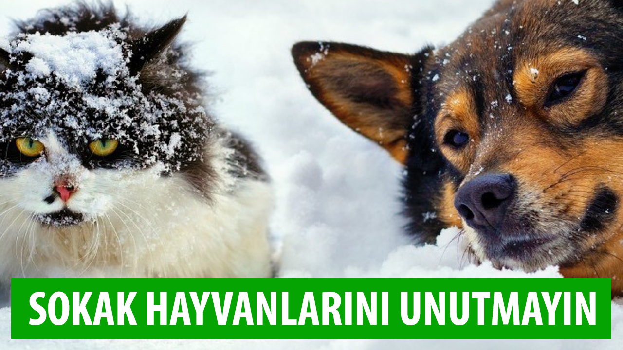 Sokak hayvanlarını unutmayın!